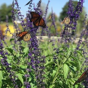 Meet your Posher, Emma